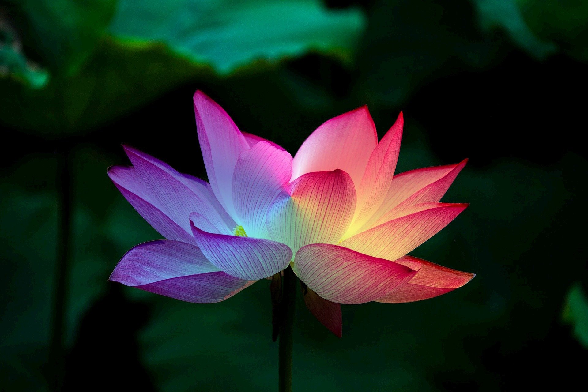 Chakra lotus flower